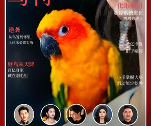 短剧《重生鹦鹉：总裁的异鸟老公》80集夸克网盘免费观看不卡顿