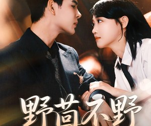 短剧《野茴不野》67集夸克网盘在线免费观看全集