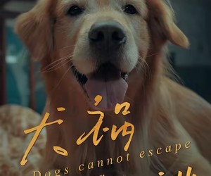 短剧《犬祸难逃》33集夸克网盘在线免费观全集