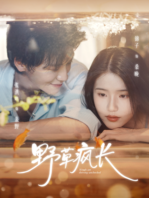 野草疯长（71集）终于找到这部短剧了