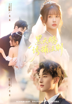 黑天鹅诱捕法册（80集）热门短剧推荐点击链接看全集